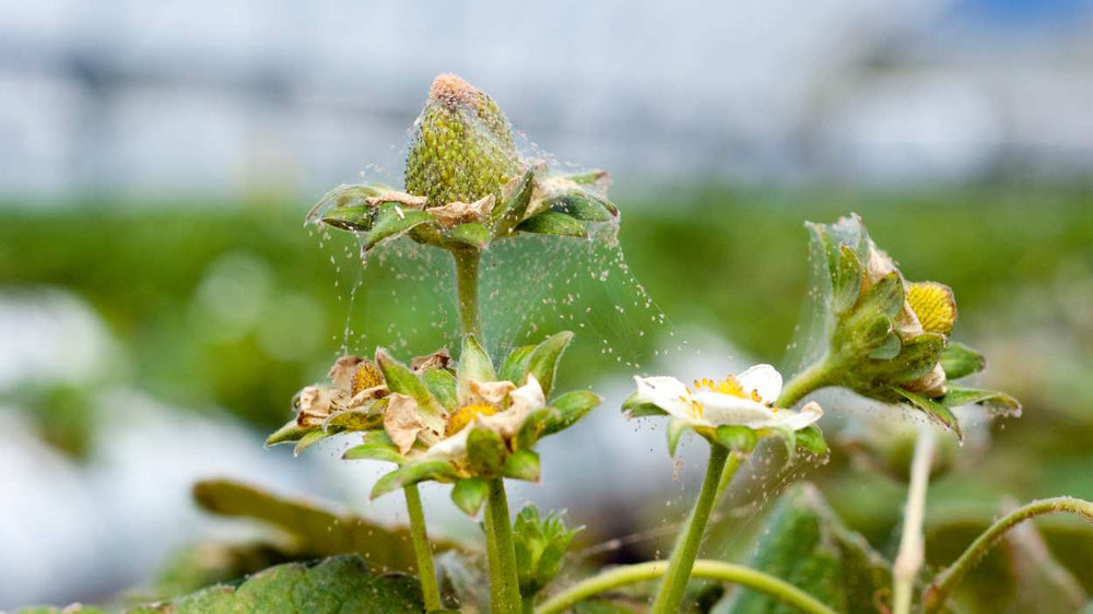 Spider mites on strawberry foliage