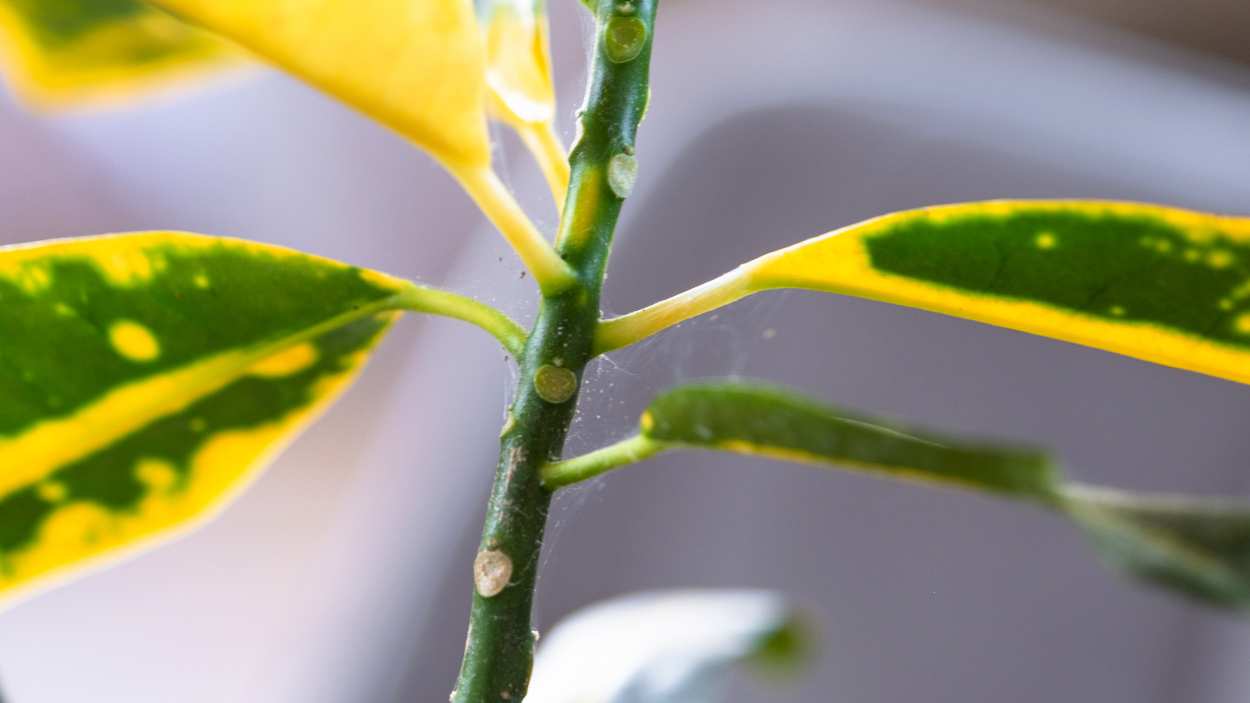 How to get rid of spider mites