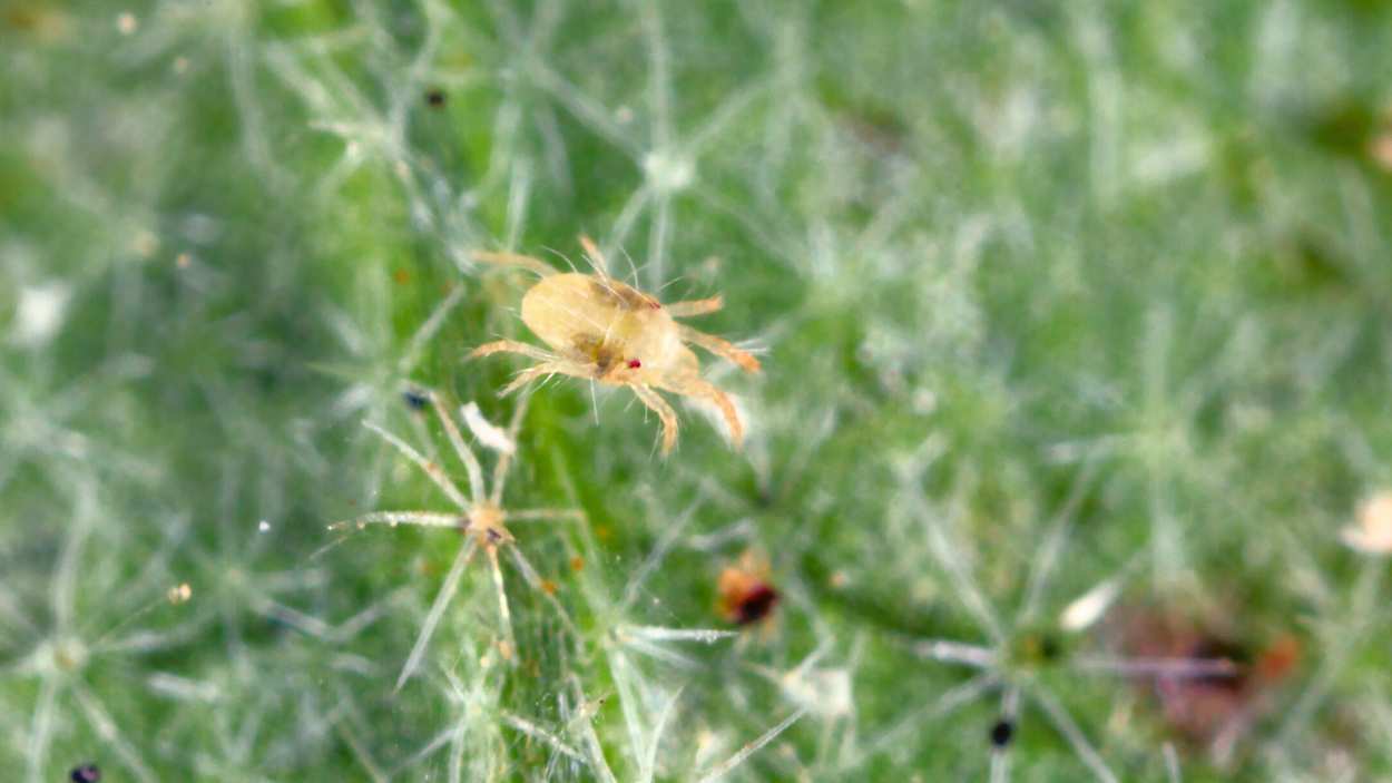 How to get rid of spider mites