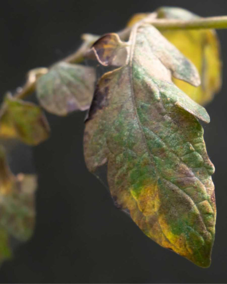 How to get rid of spider mites
