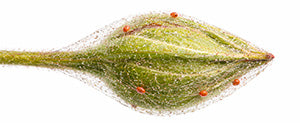 spider mites