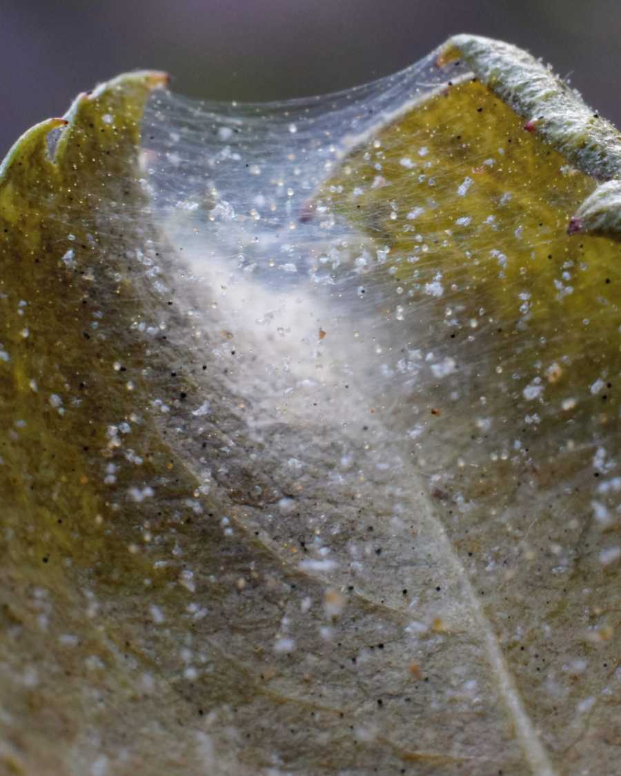 Spider mite damage on citrus