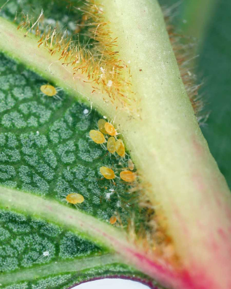 How to get rid of spider mites
