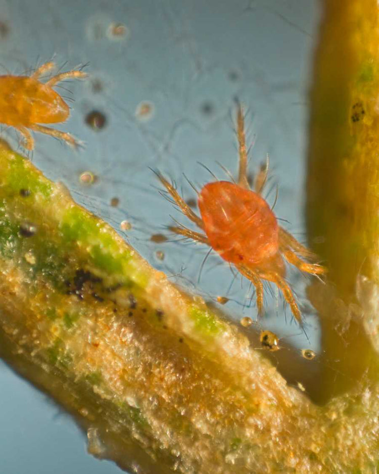 How to get rid of spider mites