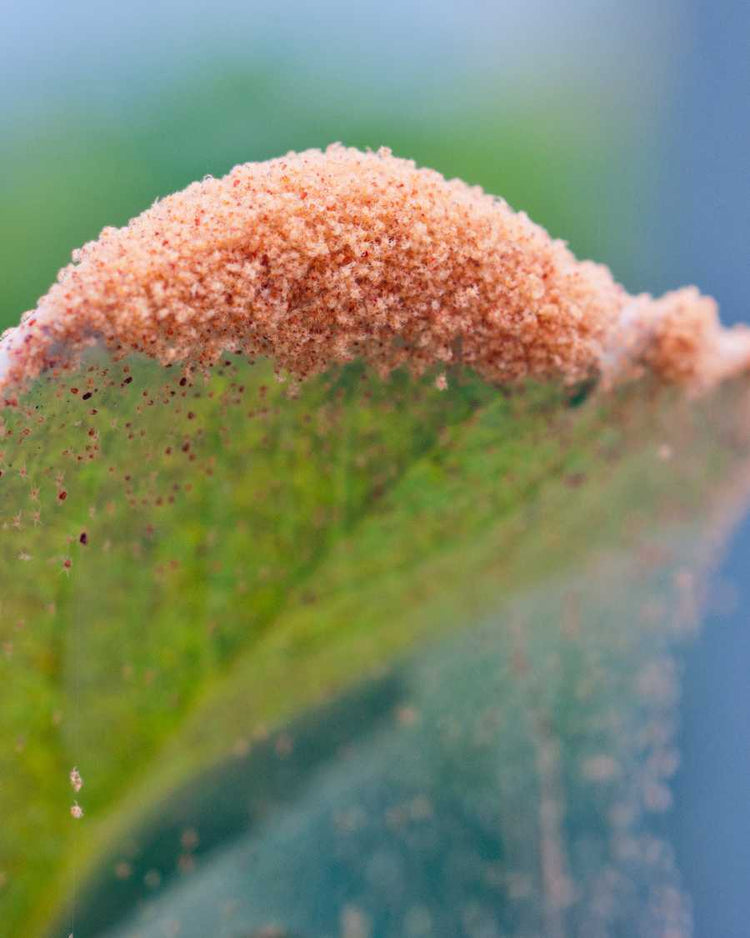 How to get rid of spider mites