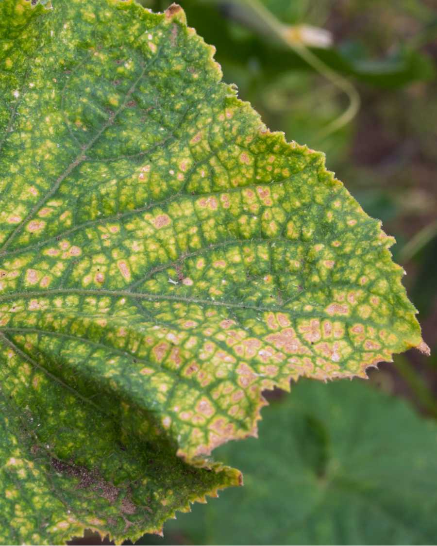 Comparison of stippling, silvering and distorted plant growth