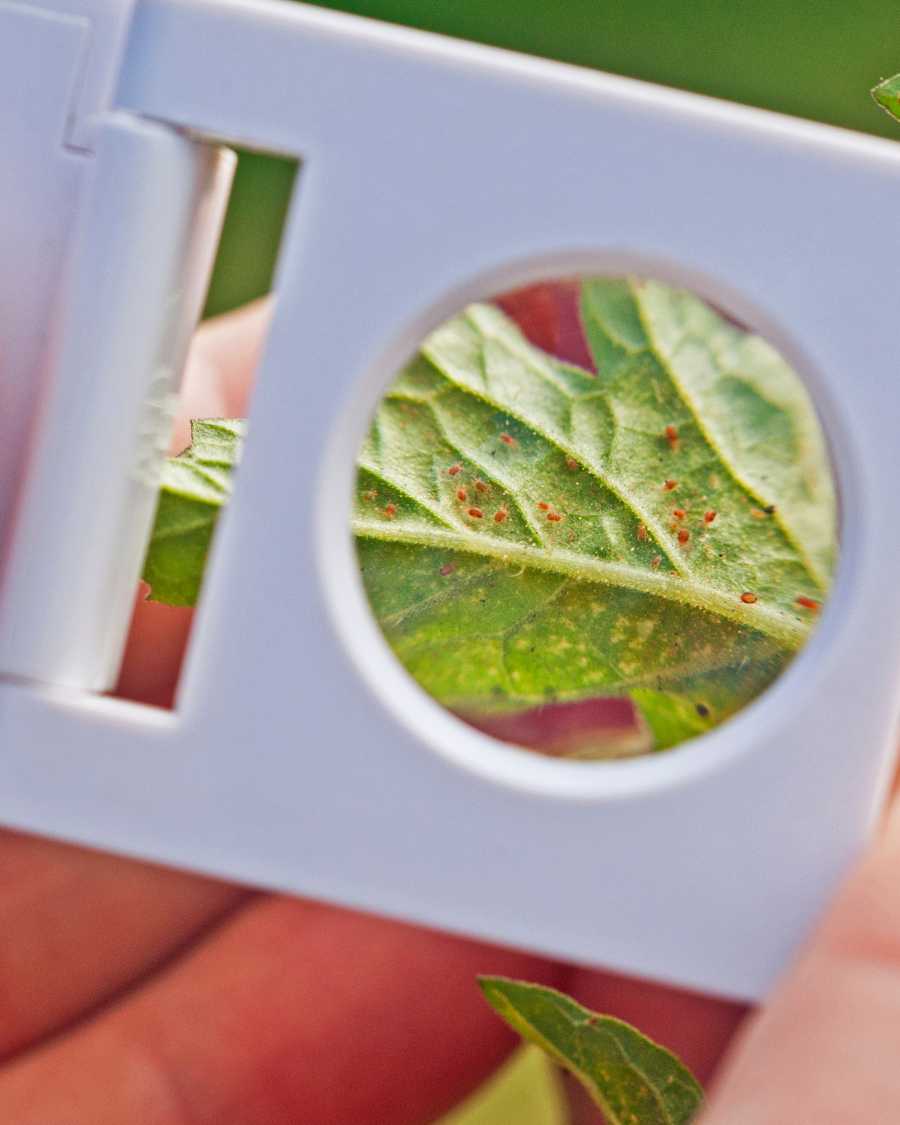 Spider mite stippling on plant leaves