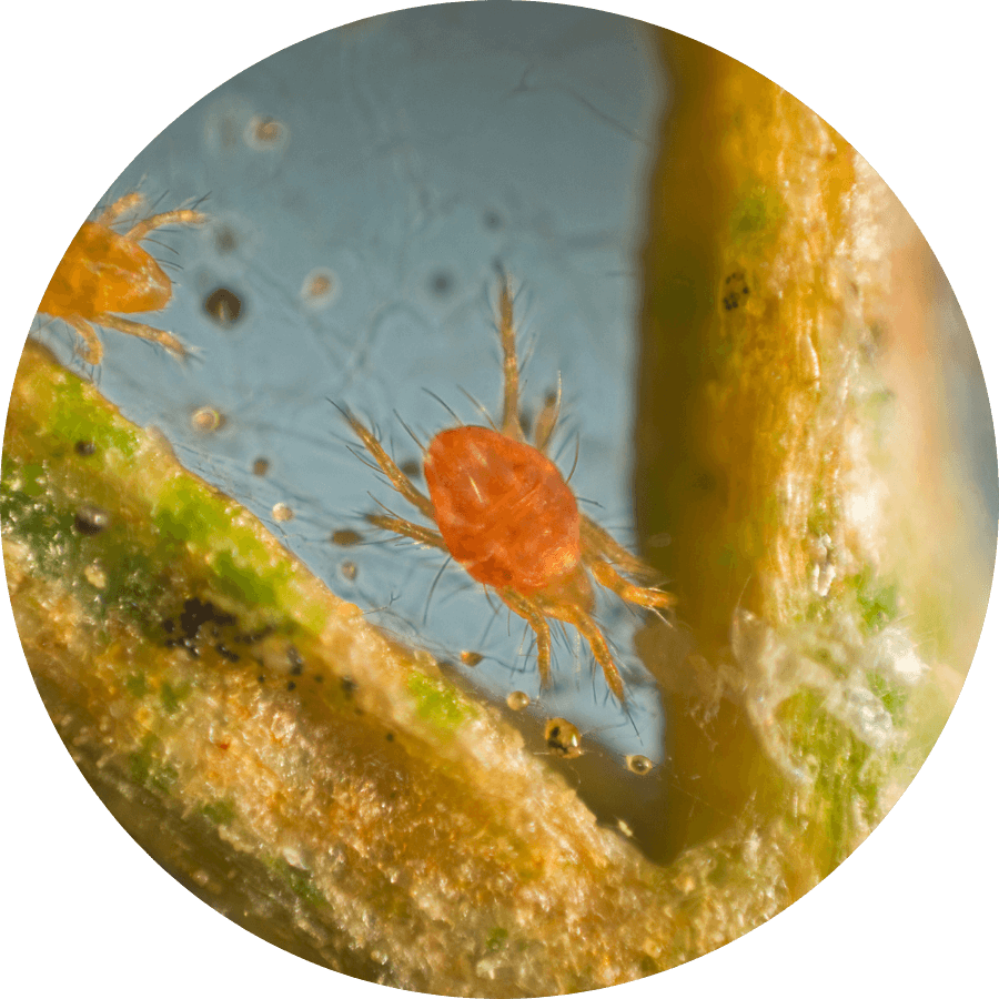 Spider mites and webbing on a plant leaf, get rid of spider mites