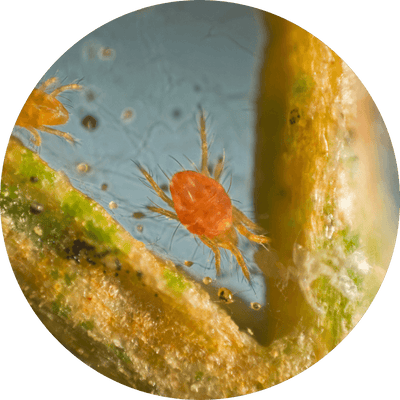 Spider mites and webbing on a leaf