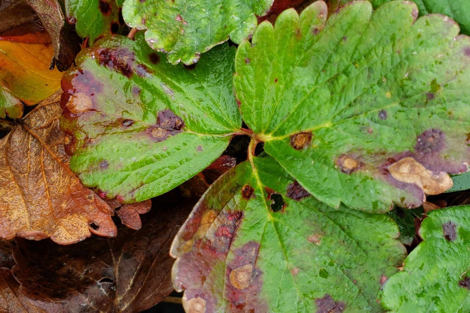 Strawberry plant showing Neopestalotiopsis symptoms