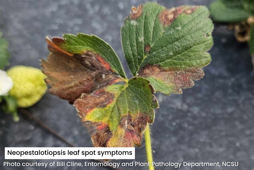 Neopestalotiopsis symptoms on strawberries