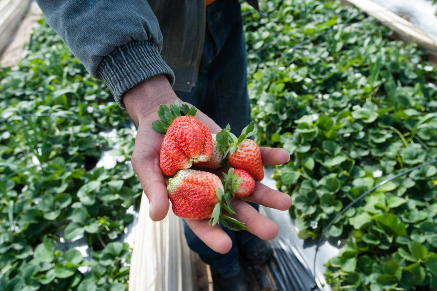Strawberry crown and roots showing healthy and stressed tissue