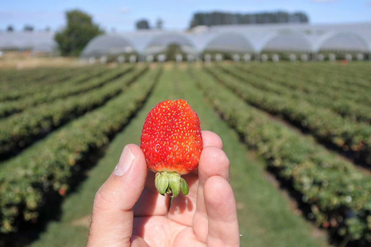 Applying Lost Coast Plant Therapy to strawberry foliage