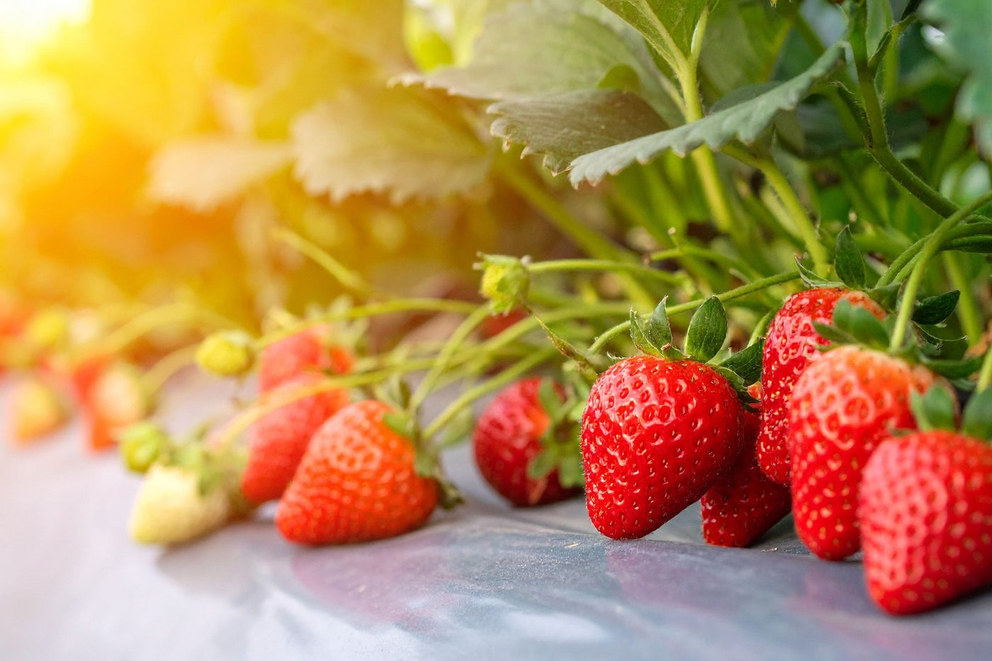 Whole strawberry plant showing leaves, flowers, green fruit, ripe fruit and crown