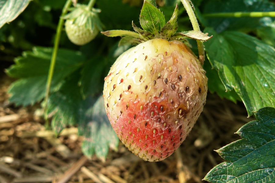 Strawberry fruit showing heat or weather stress