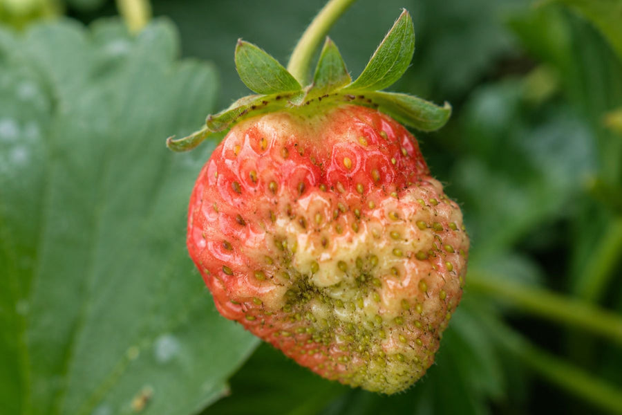 Bruised strawberry fruit
