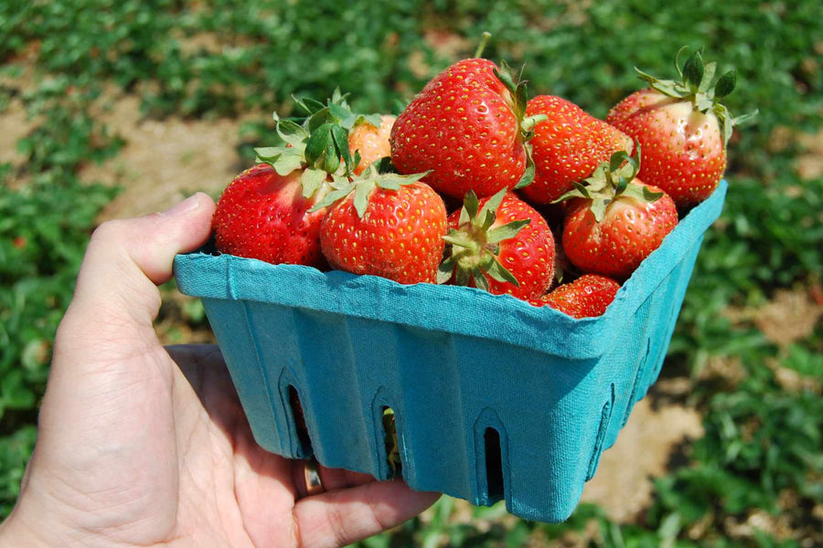 Ripe strawberries in the lower plant canopy