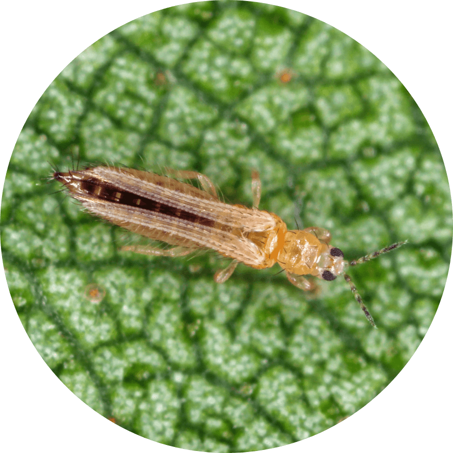 Thrip damage on a plant leaf, how to get rid of thrips naturally