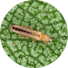 Thrips