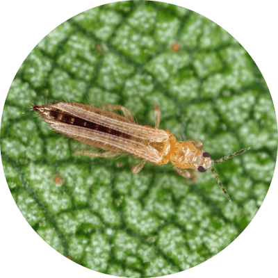 Thrips damage on a plant leaf