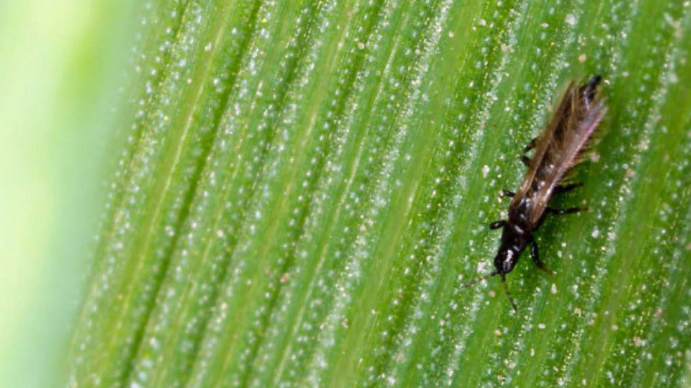 Thrips scarring and black specks on lettuce