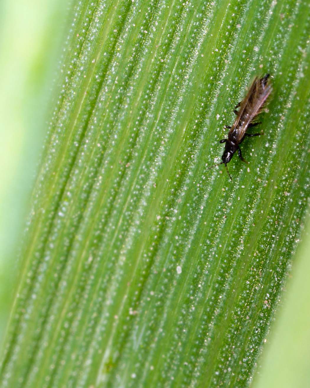 How to get rid of thrips