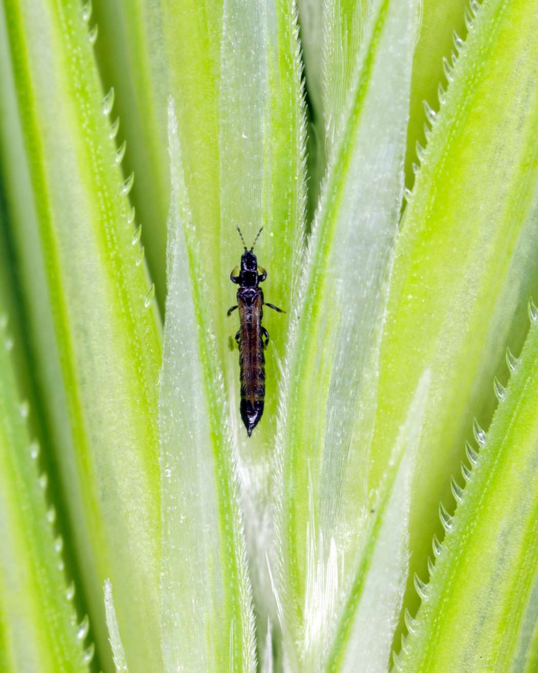 Tomato pest on plant