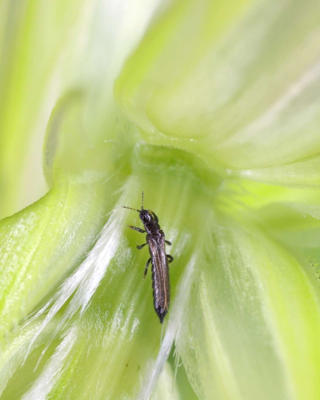 How to get rid of thrips