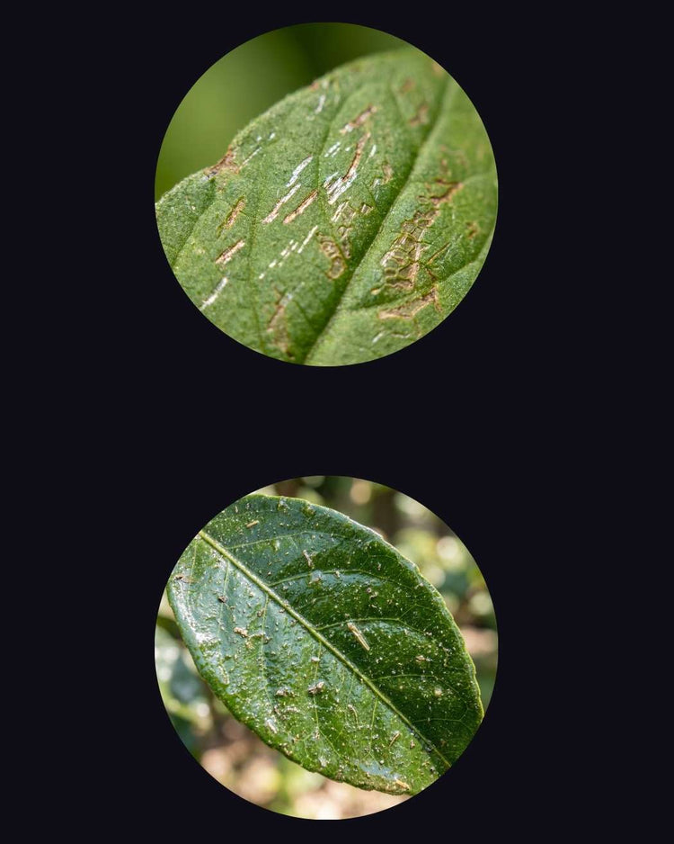thrips vs aphids