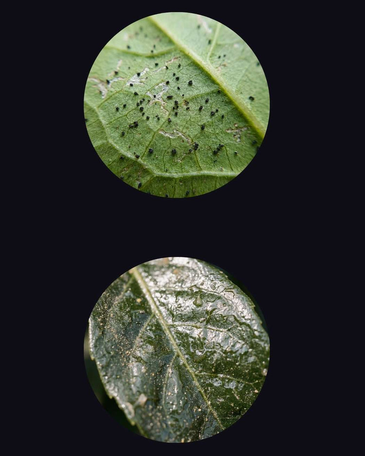 thrips vs aphids