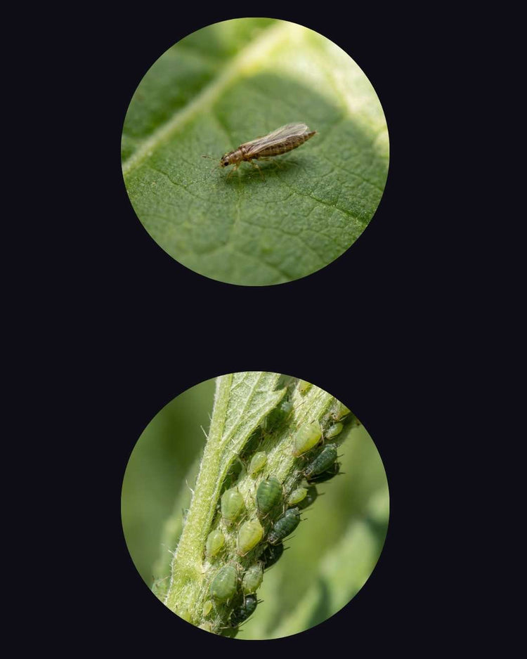 thrips vs aphids