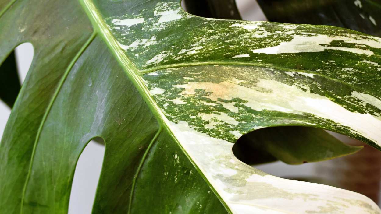 How to get rid of thrips