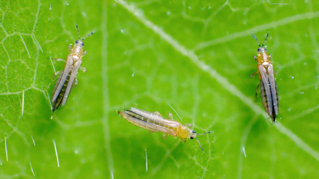 Thrips inside strawberry flower