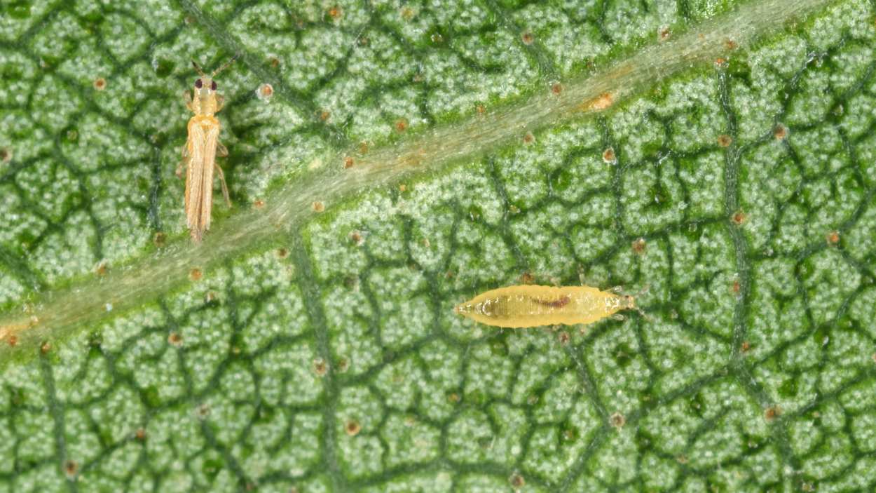 How to get rid of thrips