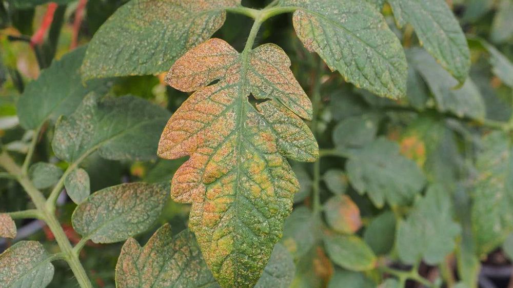 Thrips damage on tender plant tissue