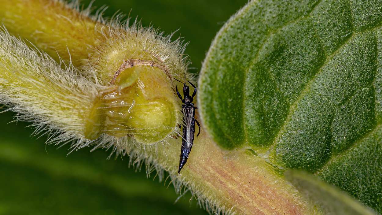 How to get rid of thrips
