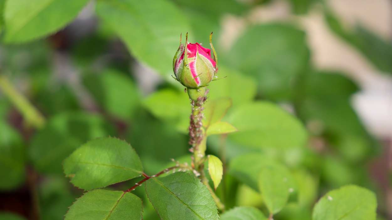 How to get rid of thrips