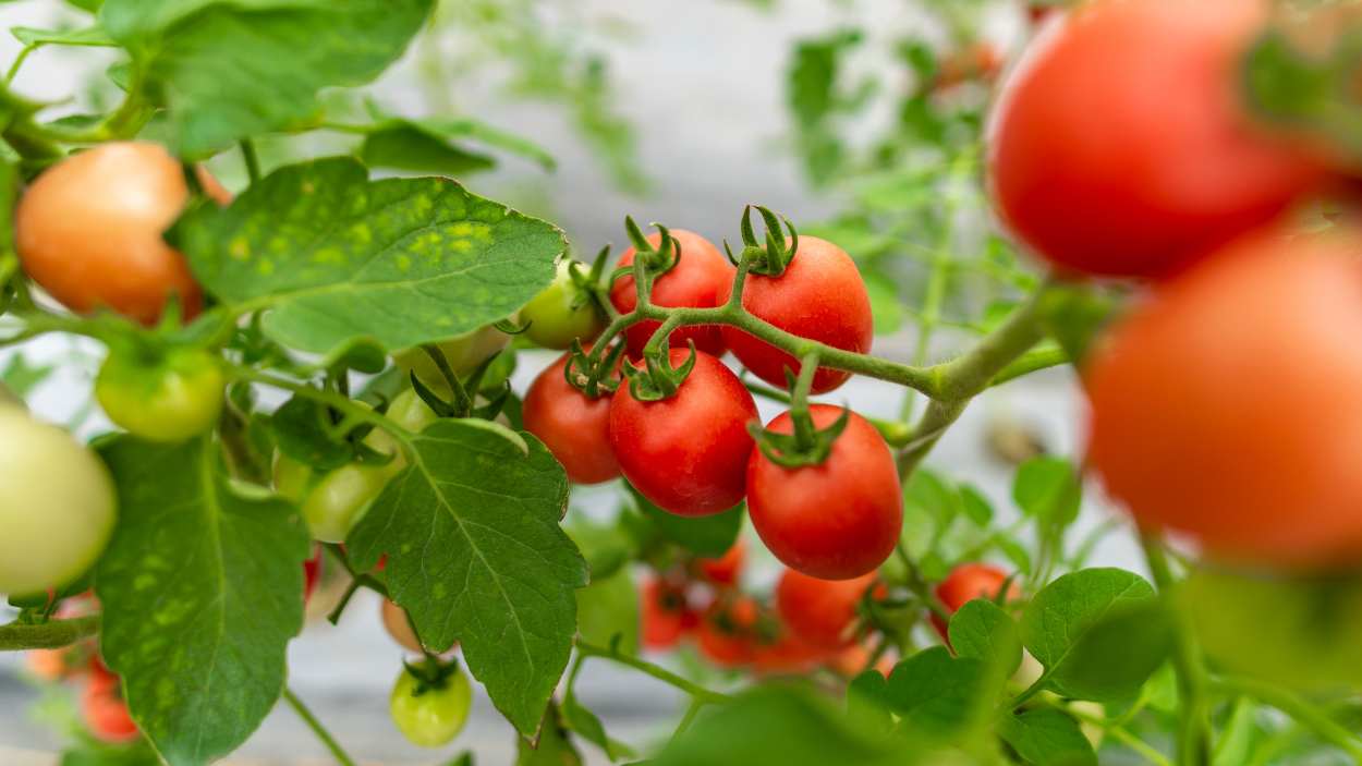 How to get rid of thrips