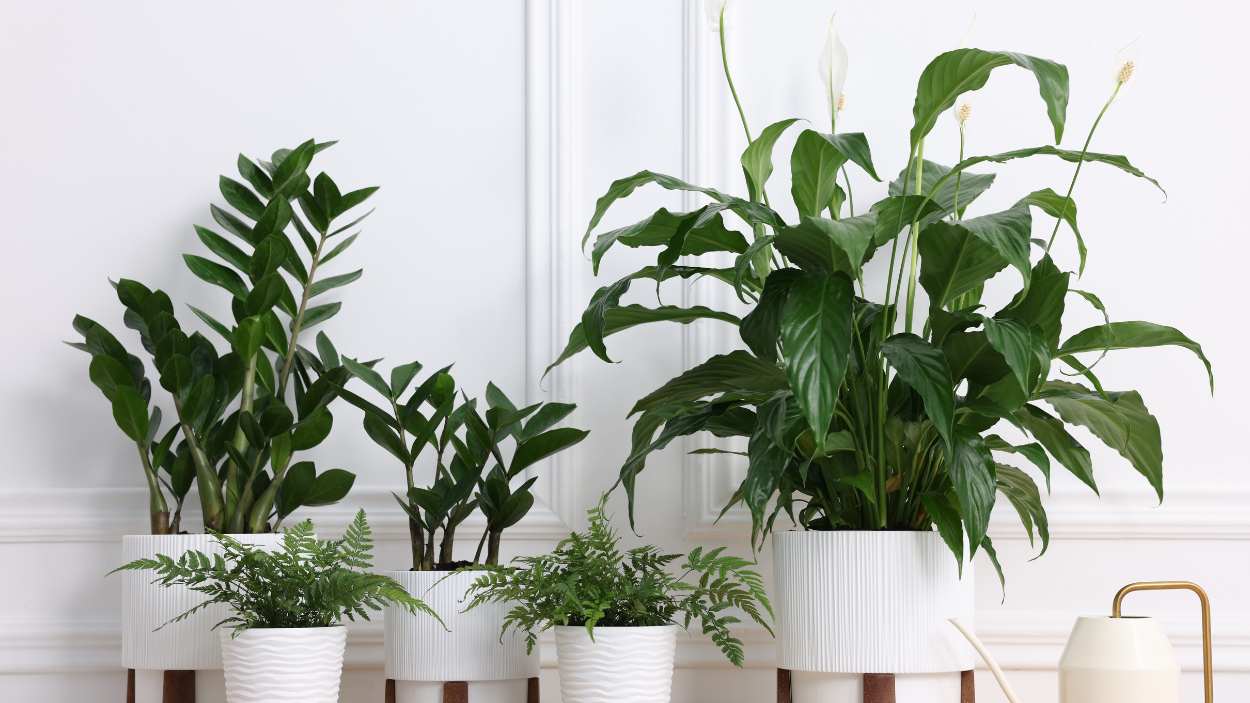 How to get rid of thrips