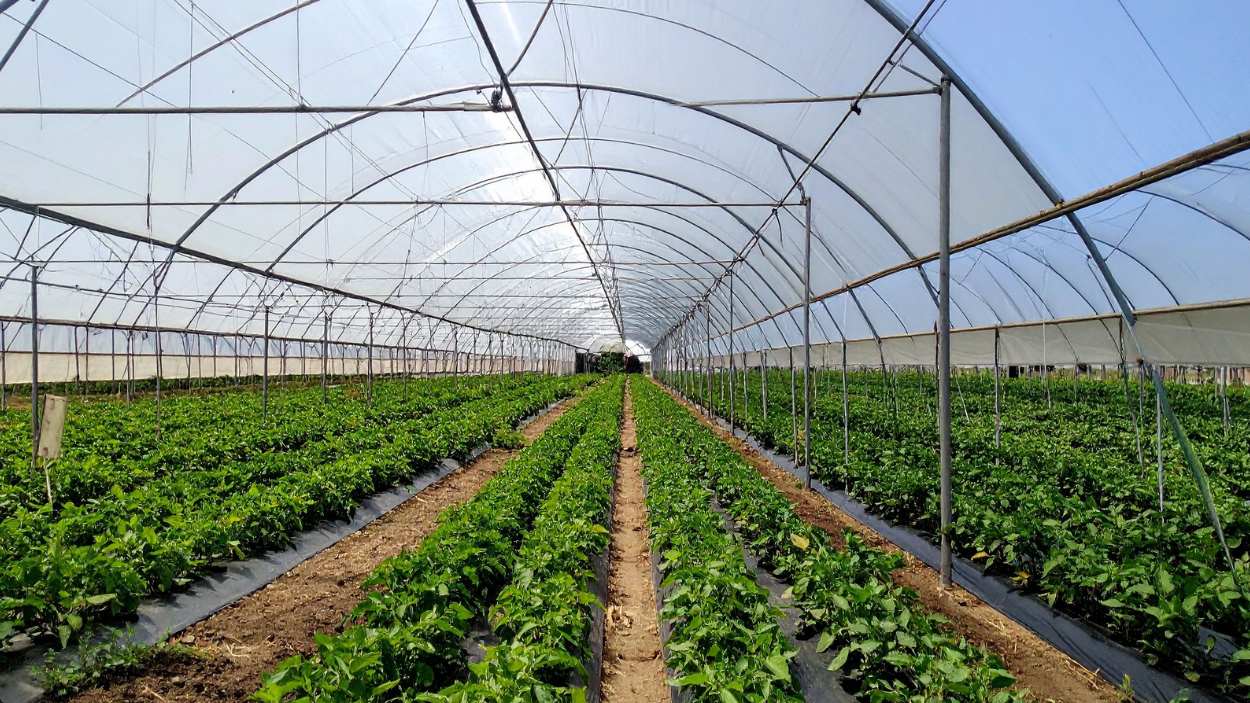 How to get rid of thrips