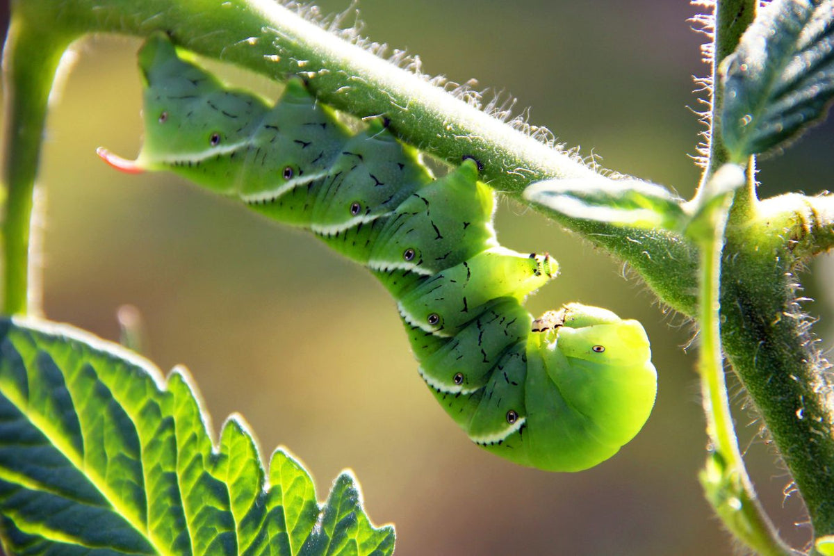 Tomato hornworm feeding on tomato foliage