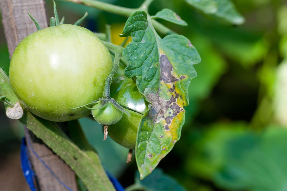 Close-up of bull's-eye lesions on an older tomato leaf