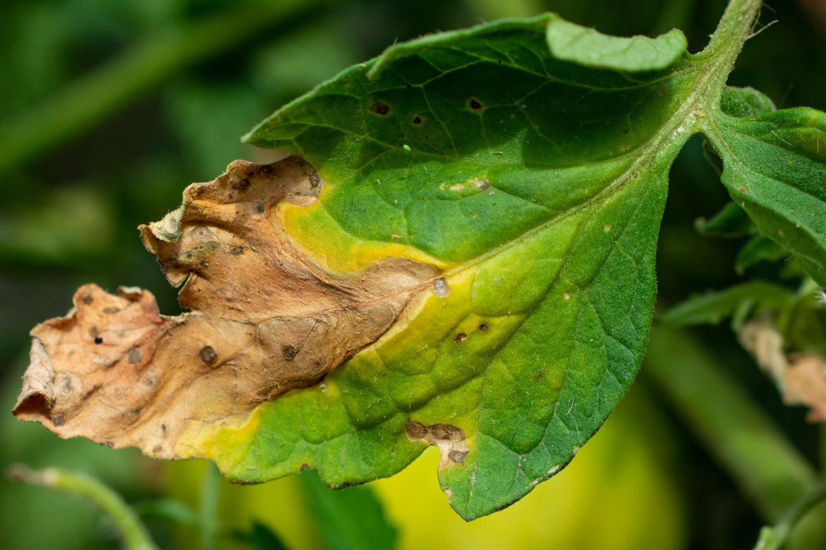 Water-soaked tomato leaf lesion with stem involvement