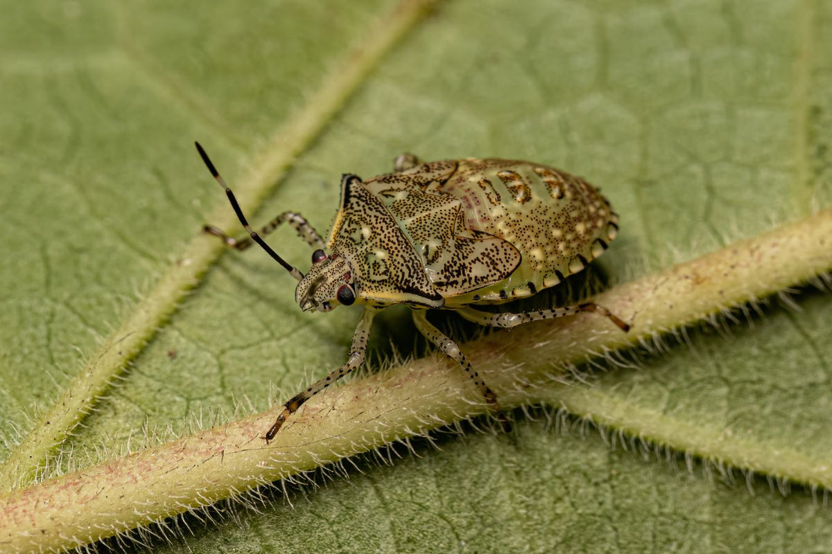 Stink bug on a tomato plant