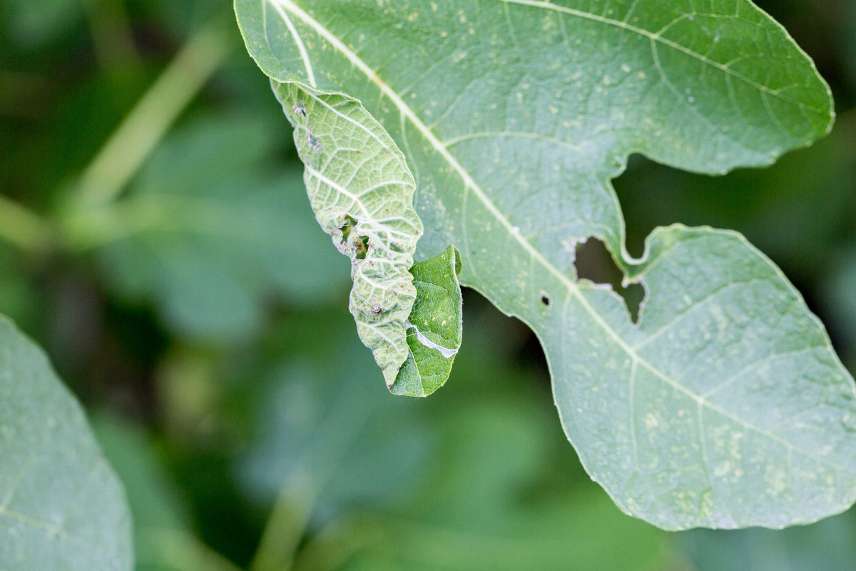 Many small gray spots with dark borders on lower tomato leaves