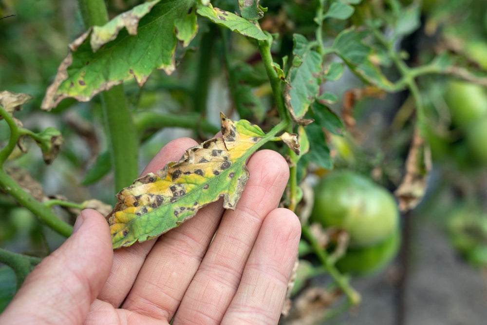 Plant pest and disease diagnostic resource