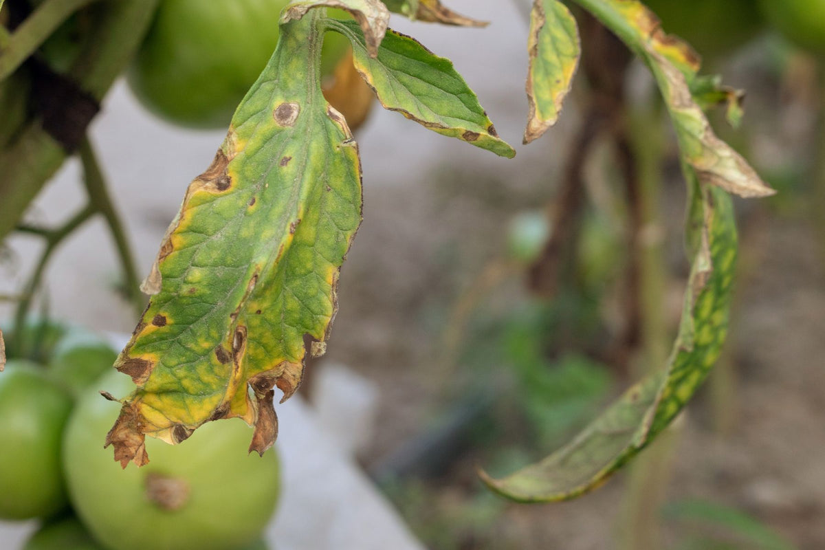 One-sided tomato yellowing with lower stem vascular discoloration