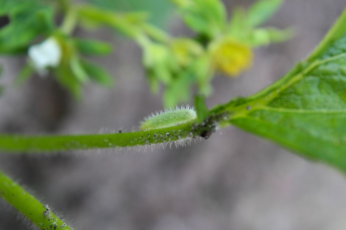 Tomato fruitworm damage on developing tomato fruit