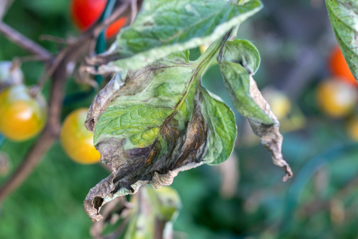 Tomato fruit showing disease-related spots and lesions