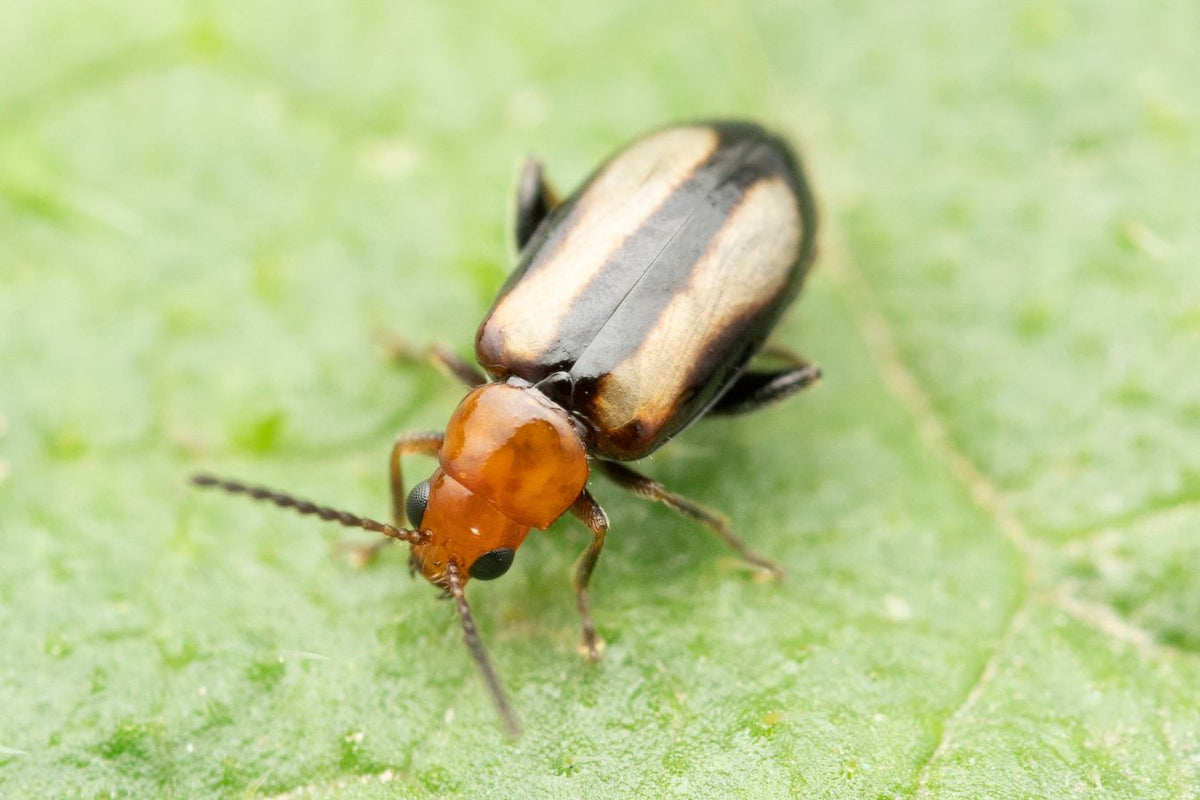Flea beetle feeding damage on tomato foliage